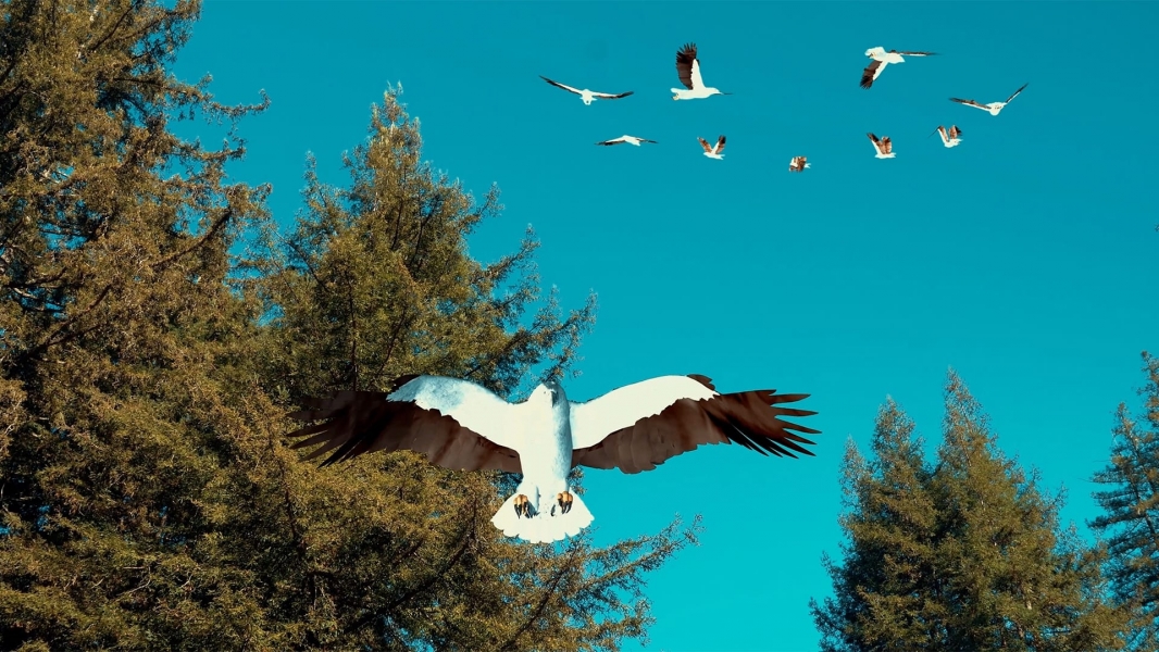 Birdemic 3: Sea Eagle