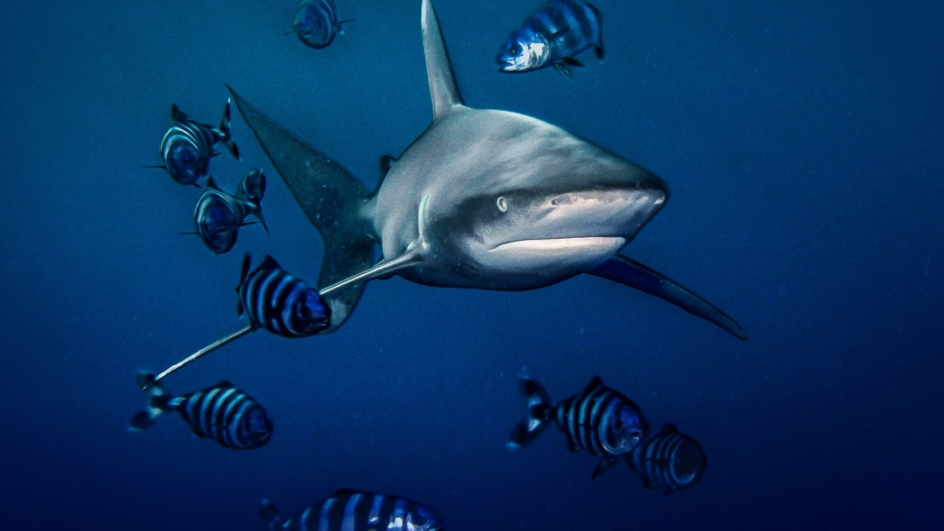World's Most Dangerous Shark?